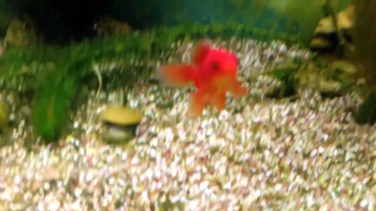 My fish: no name