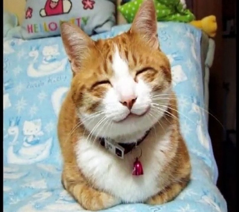 かわいい　ねこといぬ　面白動画