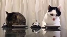 gatos educados