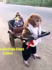 Mankey ka funny videos & ham tujhako bhaga laya Tere