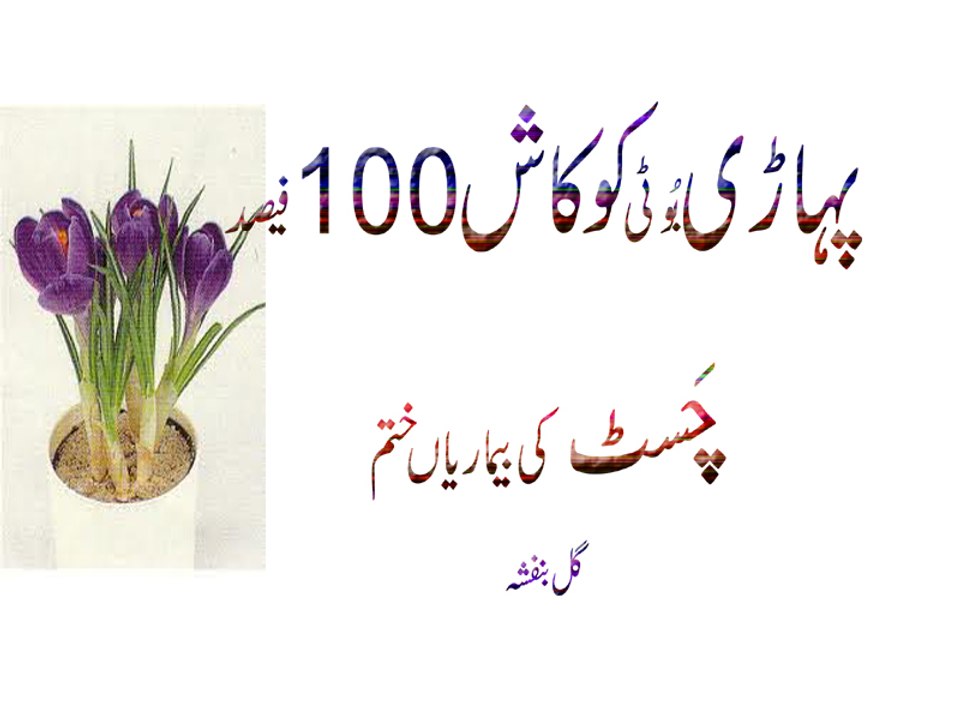 Pahari Booti Kokash 100 Fesad Resalt Seena (Cheast) Ki Bemaryan Khtam(Viola Odorata) Urdu Hindi Punjabi