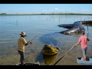 Fishermen catch giant anaconda in Brazil