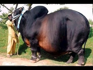 Giants Biggest Animals