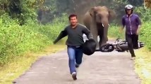 Animales salvajes - Estos animales gigantes atacan a los humanos