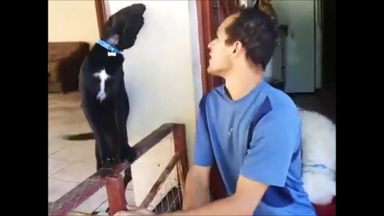 Ce chien tente tout ce qu'il peut pour se faire pardonner... Trop mignon