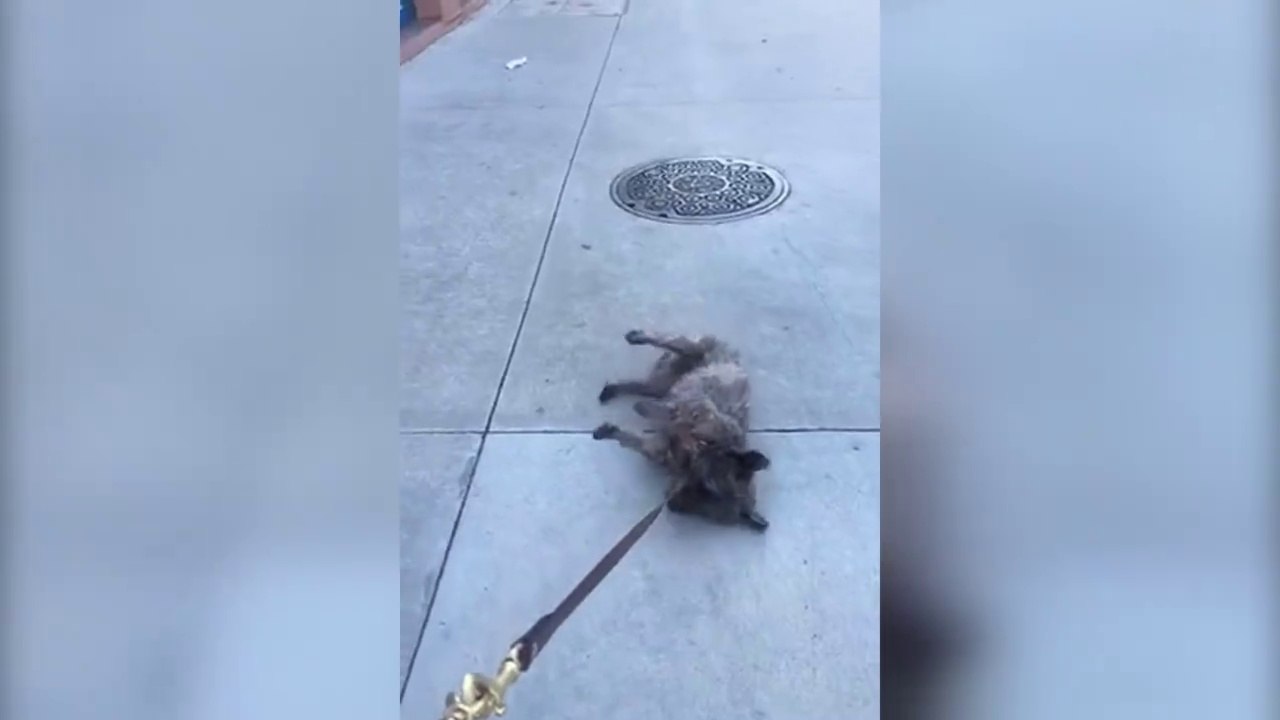 Quand tu balades ton chien et que ça se passe pas comme prévu... Compilation