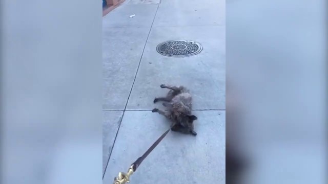 Quand tu balades ton chien et que ça se passe pas comme prévu... Compilation