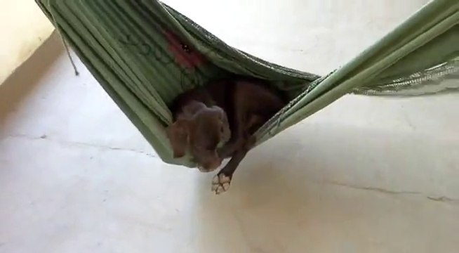 Ce chien a une grande maitrise de son Hamac... Plus doué que nous pour s'y coucher