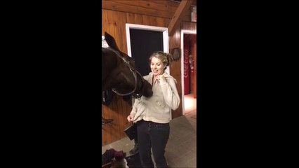 Ce cheval kiffe les fermetures éclair! Ahaha