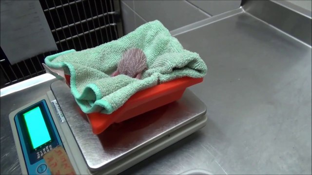 Ce hérisson sauvé alors qu'il a été percuté par une voiture met au monde 5 petits