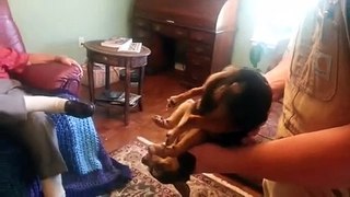 A dog is playing dead when he is picked up