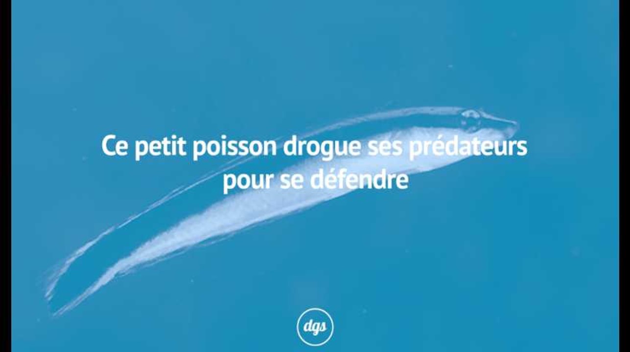 Ce petit poisson drogue ses prédateurs pour se défendre