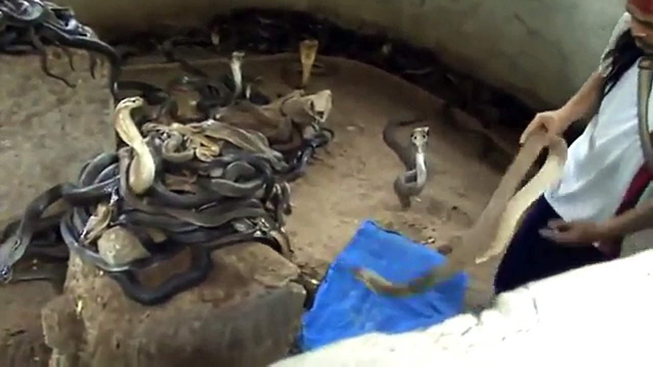 A Crazy Guy Known As Cobra Man Has 1000 Cobras As Pets And For Every Show He Selects A New Cobra