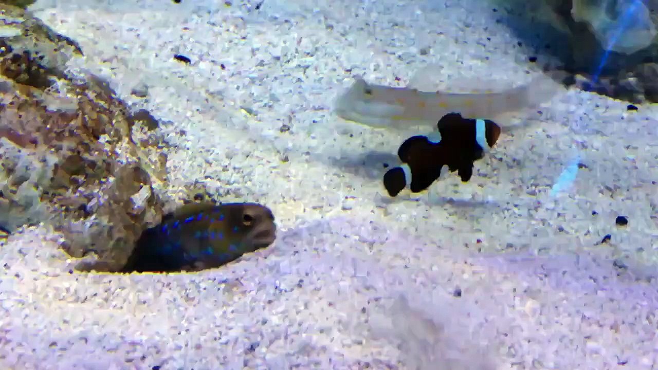 Des poissons se font la misère