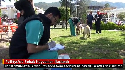 Fethiye'de Sokak Hayvanları Ilaçlandı