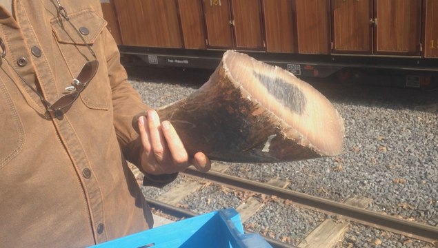 Pairi Daiza détruit les cornes de ses rhinocéros