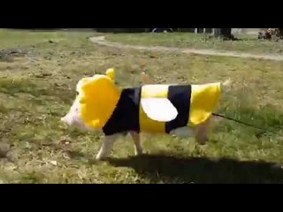 Adorable Piglet Dressed as Bumblebee