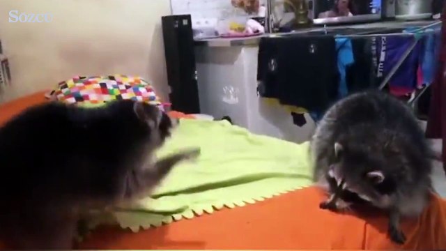 Rakunların baloncuk keyfi...