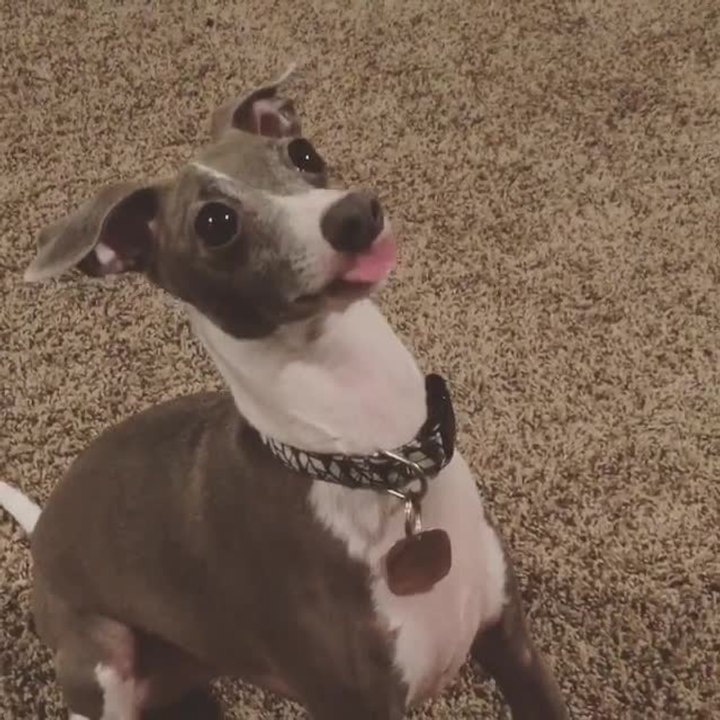 Dog sticks out his tongue for treats