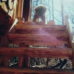 Brave puppy overcomes fear of stairs