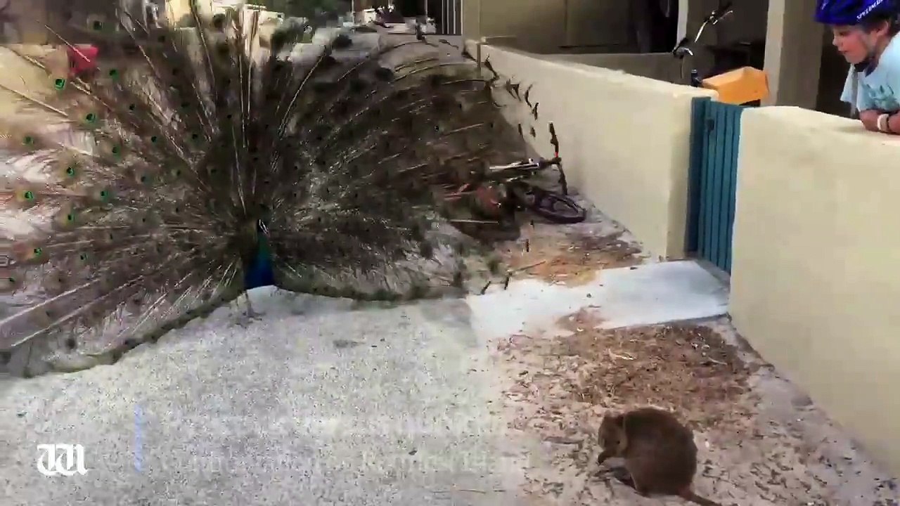PEACOCK vs QUOKKA
