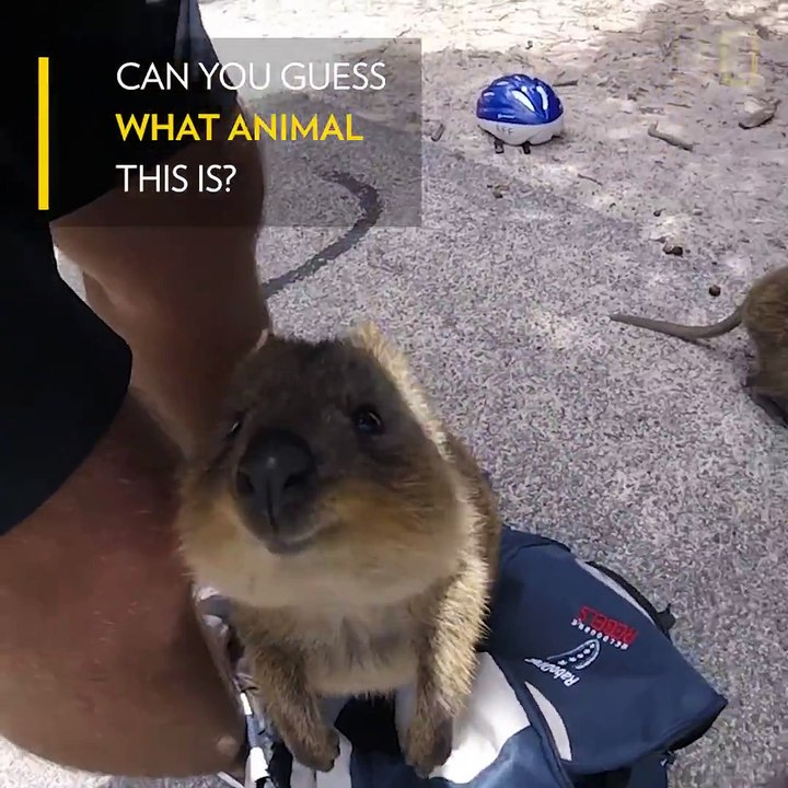 Quokka Sweet Encounter
