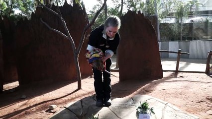 Sydney Wildlife Zoo in Darling Quokka