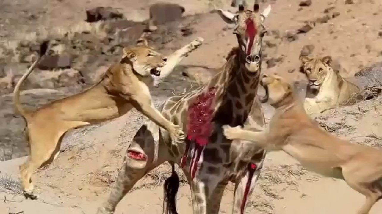 Most Amazing Wild Animals Attacks giraffe  Attack lions ,Eagles VS Goat Eagles