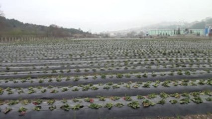 Çöplük Alanda 900 Çiftçi Eğitim Görecek -Zonguldak