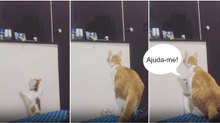 Gatinho pediu ajuda à irmã para alcançar brinquedo em cima de um balcão alto