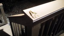 Praying Mantis Encounter