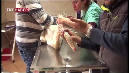 Yaralı pelikana belediyede tedavi