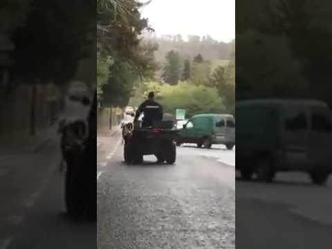 Escaped Cattle on Irish Road Pursued by Farmers and Police