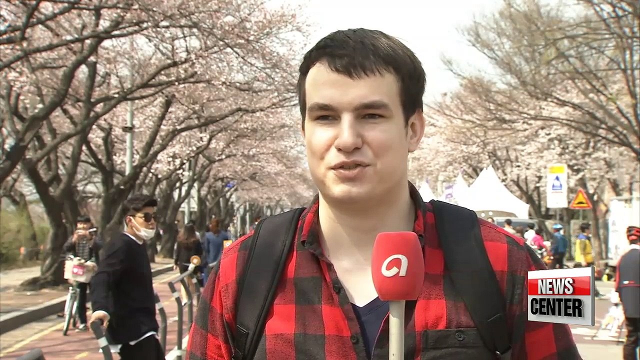 Fragile beauty of cherry blossoms appreciated across Korea