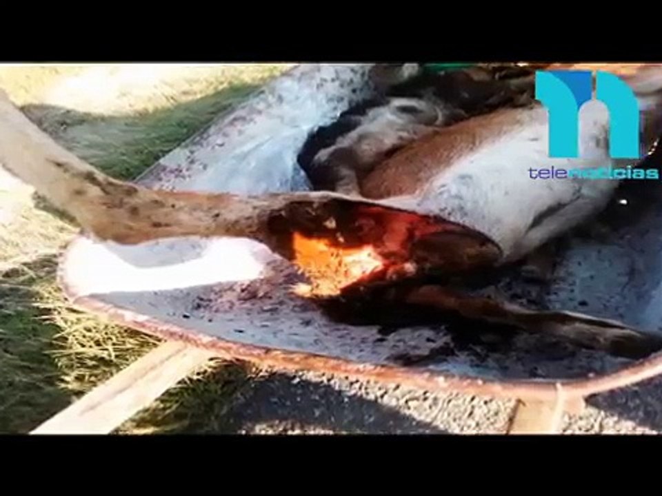 Las declaraciones de estas personas por supuesto chupacabras en barahona