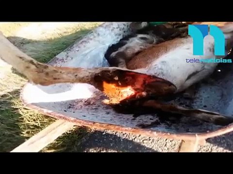 Las declaraciones de estas personas por supuesto chupacabras en barahona