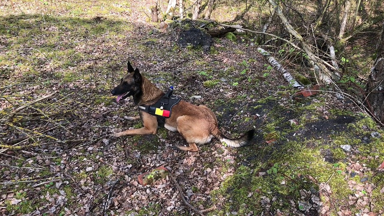 Formation chiens de sauvetage