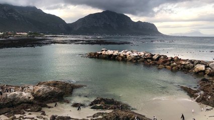Stony Point Penguin Colony @ Betty's Bay, South Africa