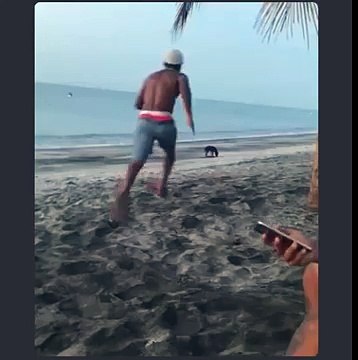 Instant Karma en voulant embêter un chien sur une plage