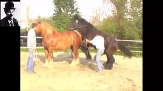 Horse having fun with other horse! Must see!