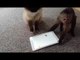 Rude Monkey Flips Cat's iPad