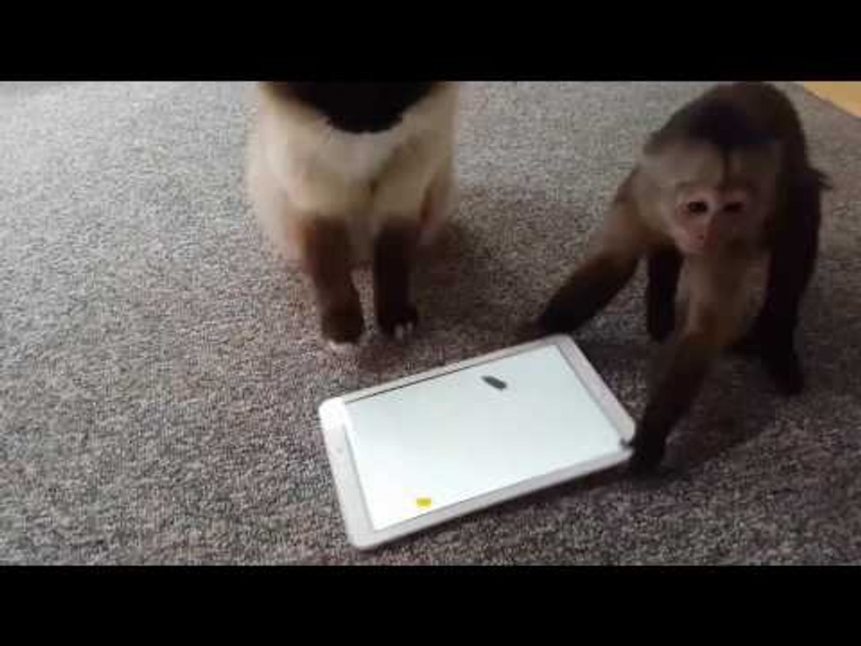 Rude Monkey Flips Cat's iPad