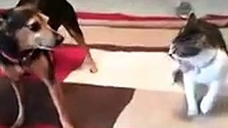 It's Cat vs. Dog in the Adorable Battle of the Century