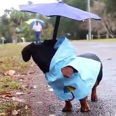 O CACHORRO E SEU PASSEIO