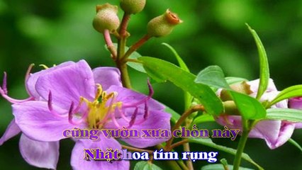 [Karaoke] HOA TÍM NGƯỜI XƯA - Thanh Sơn (Giọng Nữ)