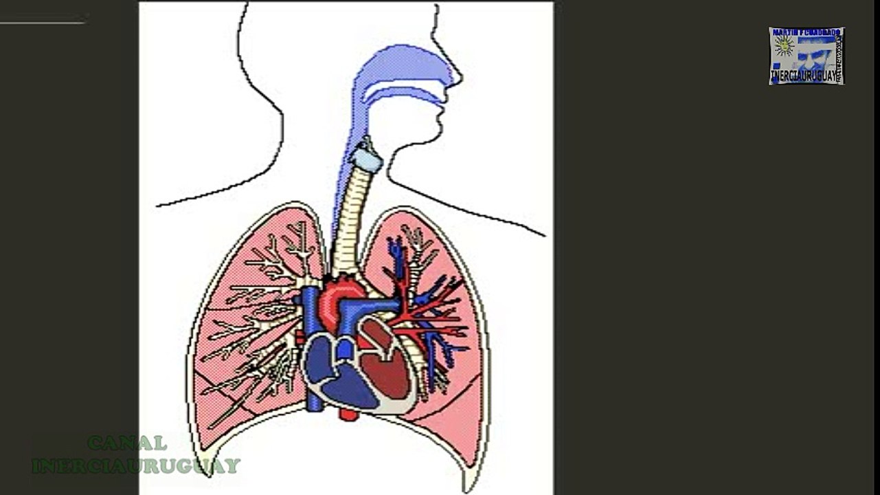 EL CORAZON  QUE ES Y SU FUNCIONAMIENTO CICLO CARDIACO DIASTOLE SISTOLE ANIMACION BIEN EXPLICADO