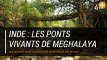Inde : les ponts vivants de Meghalaya