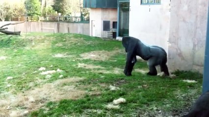 Gorilla runs upright like a human