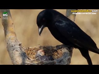 Aldatılan Drongo Kuşu