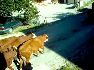 la camagne, les vaches, a saint thomas